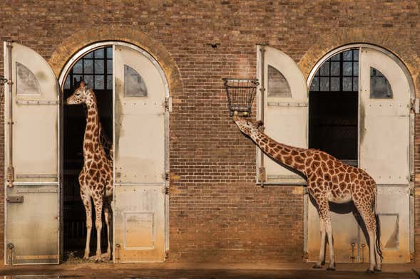 Billet pour le ZSL London Zoo