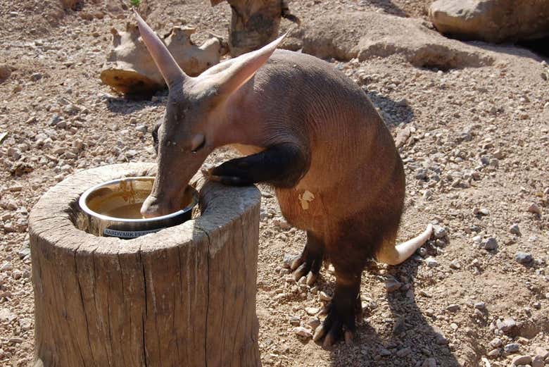 Un cochon de terre